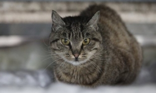 Кошка-вандал, устроившая себе пир на 63 тысячи рублей, стала популярной и нашла «женихов»