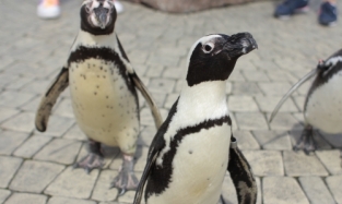 Цирк дарит омичам живых пингвинов в супермаркете