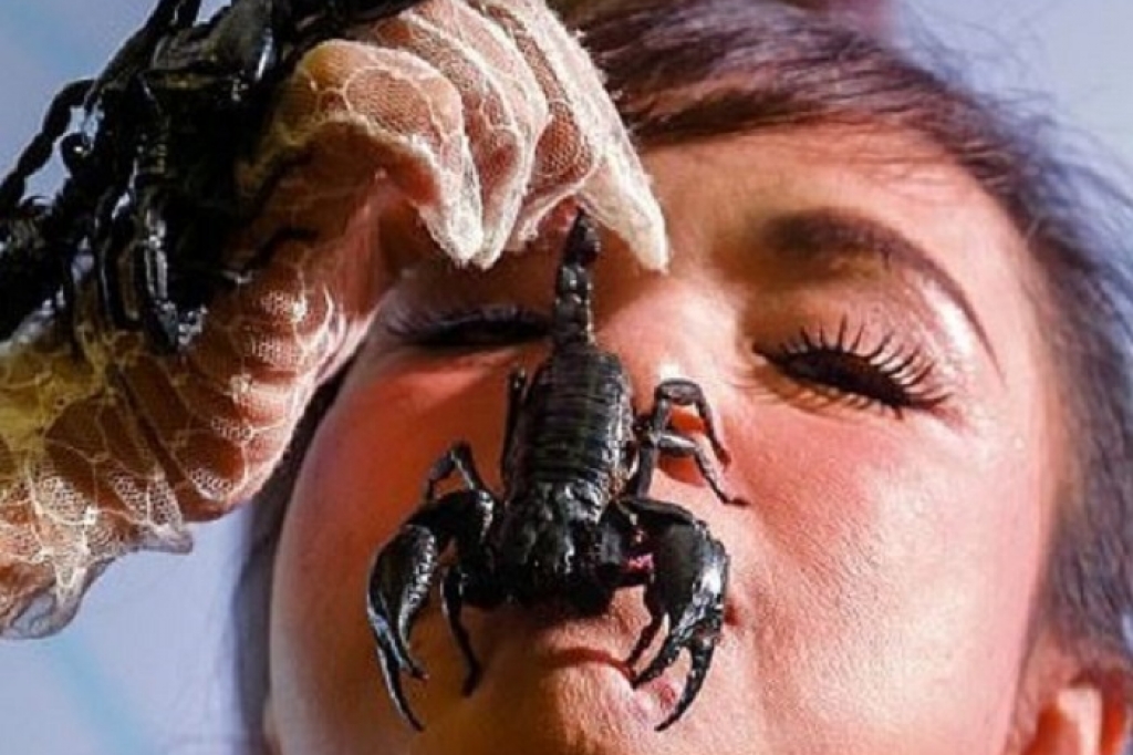 Королева скорпионов из Тайланда продержала ядовитую живность во рту больше ...